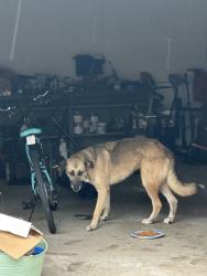 Reunited Unknown Dog last seen Woodhorn Dr, Houston, TX 77062, USA, Houston, TX 77062