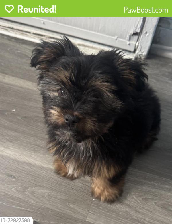 Reunited Male Dog last seen Long Ln & Walnut St, Upper Darby twp, PA 19082, USA, Upper Darby Township, PA 19082
