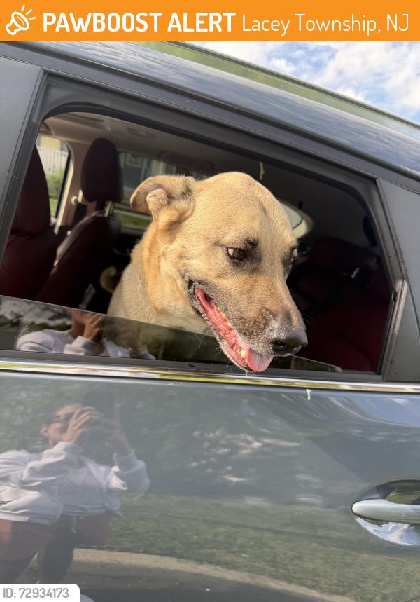 Found/Stray Male Dog last seen Lakeside drive, Lacey Township, NJ 08731