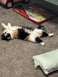 Reunited Female Cat last seen 91st and Aspen , Broken Arrow, OK 74012