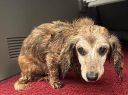 Found/Stray Female Dog last seen Brush Creek Circle & Brush Creek Rd, Buncombe County, NC 28730