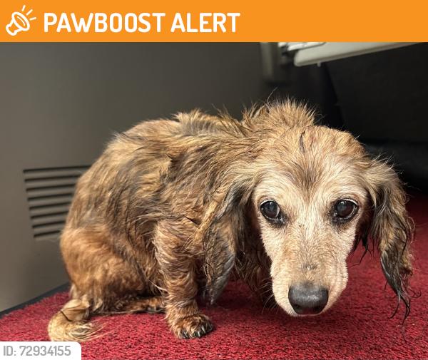 Found/Stray Female Dog last seen Brush Creek Circle & Brush Creek Rd, Buncombe County, NC 28730