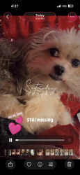 Lost Female Dog last seen Near Floyd st , Jonesboro, AR 72401