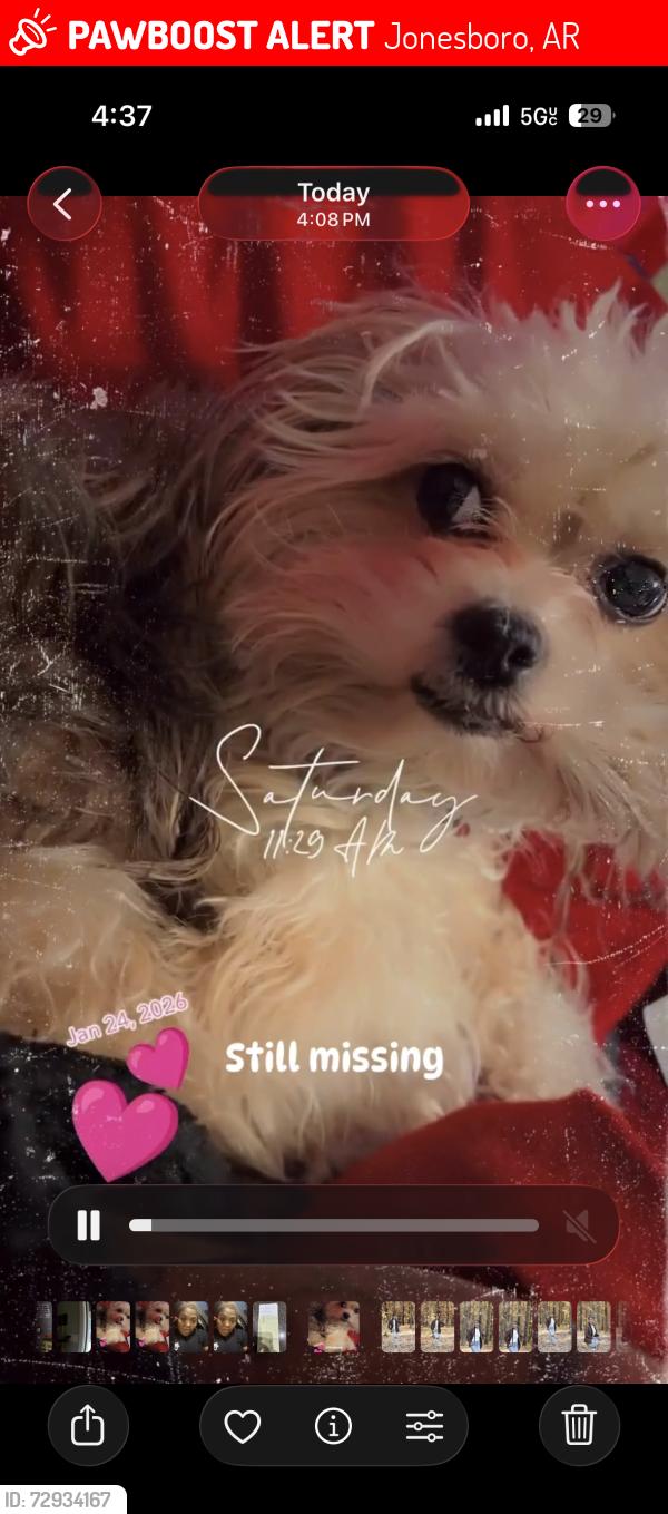 Lost Female Dog last seen Near Floyd st , Jonesboro, AR 72401