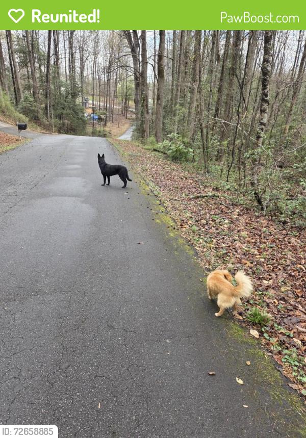 Reunited Unknown Dog last seen Jameson Rd., Pickens County, SC 29640