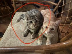Lost Female Cat last seen Monte Vista Drive, Vista, CA 92084