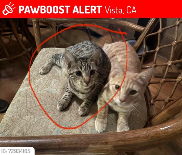 Lost Female Cat last seen Monte Vista Drive, Vista, CA 92084