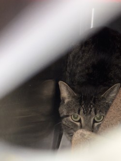 Shelter Stray Unknown Cat last seen Red Mill Ln., 75149, TX, Mesquite, TX 75149