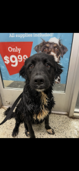 Found/Stray Female Dog last seen Old Greensboro Road, Winston-Salem, NC 27101