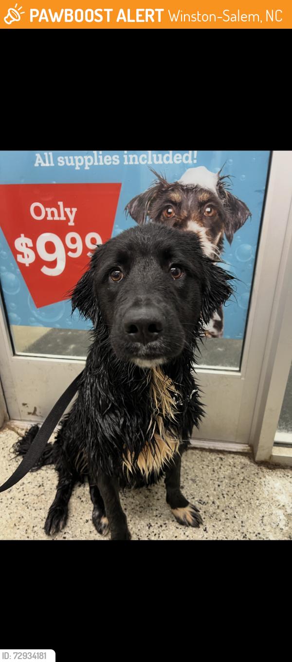 Found/Stray Female Dog last seen Old Greensboro Road, Winston-Salem, NC 27101