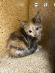 Shelter Stray Female Cat last seen Whiteville, NC 28472, Gastonia, NC 28052