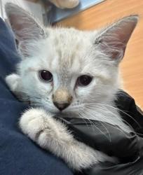 Shelter Stray Female Cat last seen Near Ridgeland Trl, Clarkston, GA, 30021, GA, Atlanta, GA 30341