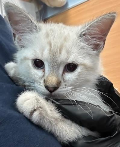 Shelter Stray Female Cat last seen Near Ridgeland Trl, Clarkston, GA, 30021, GA, Atlanta, GA 30341
