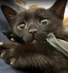 Shelter Stray Male Cat last seen Near Ridgeland Trl, Clarkston, GA, 30021, GA, Atlanta, GA 30341