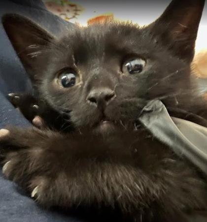 Shelter Stray Male Cat last seen Near Ridgeland Trl, Clarkston, GA, 30021, GA, Atlanta, GA 30341