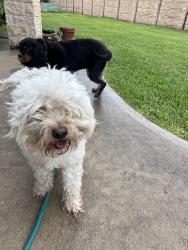 Found/Stray Male Dog last seen Jane Long Farm subdivision, Richmond, TX 77469