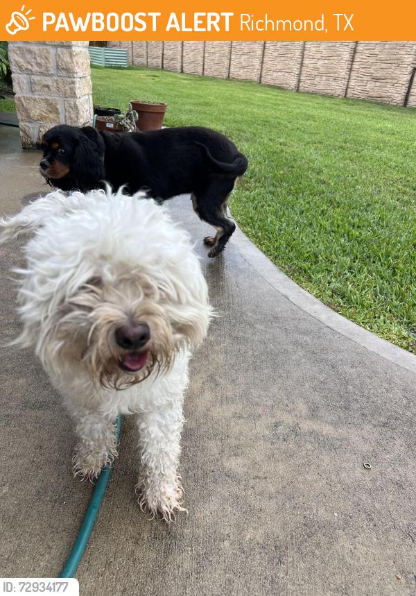 Found/Stray Male Dog last seen Jane Long Farm subdivision, Richmond, TX 77469