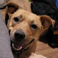 Reunited Female Dog last seen Rosedale Park san antonio tx 78228, San Antonio, TX 78207