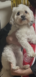Reunited Female Dog last seen Near s 8070 w magna utah 84044, Magna, UT 84044