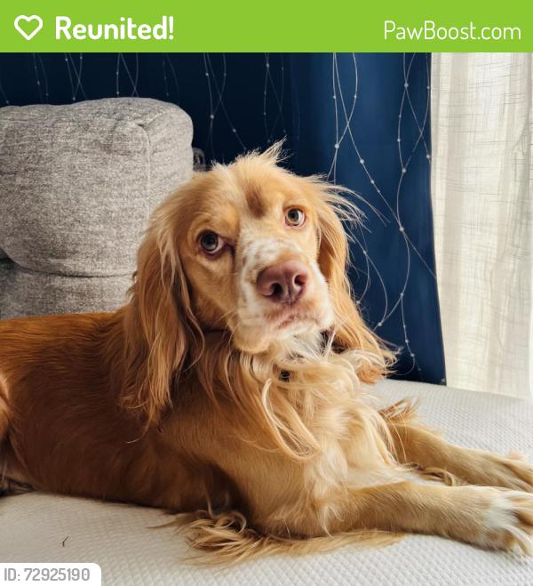 Reunited Male Dog last seen Bissonnet st, Houston, TX 77081
