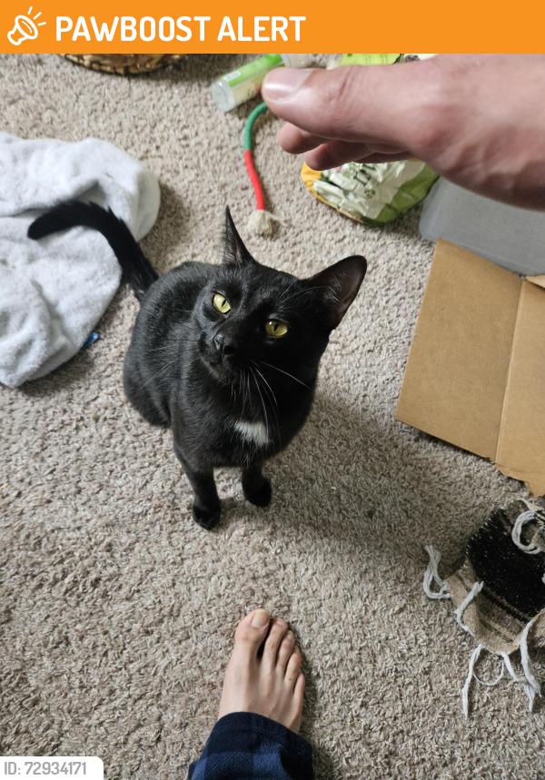 Found/Stray Male Cat last seen Pebble creek apmts , Shelby Township, MI 48317