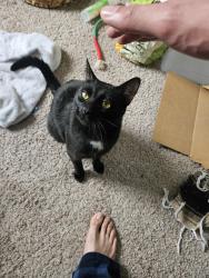 Found/Stray Male Cat last seen Pebble creek apmts , Shelby Township, MI 48317