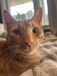 Lost Male Cat last seen Armory Rec Center. , Lewiston, ME 04240