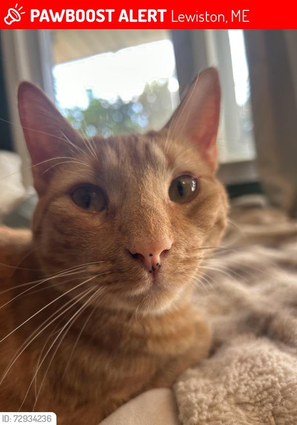 Lost Male Cat last seen Armory Rec Center. , Lewiston, ME 04240