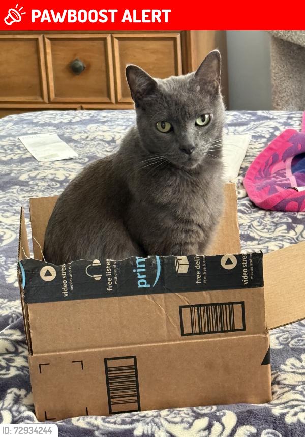 Lost Male Cat last seen Via Nogales & Via Guadalana, Palos Verdes Estates, CA 90274