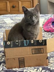Lost Male Cat last seen Via Nogales & Via Guadalana, Palos Verdes Estates, CA 90274
