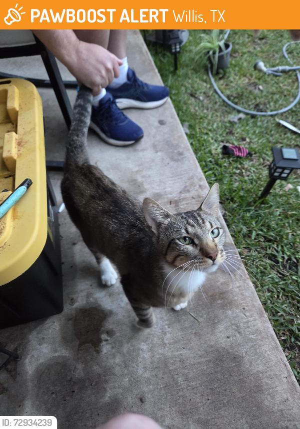 Found/Stray Male Cat last seen North Meadows Neighborhood , Willis, TX 77378