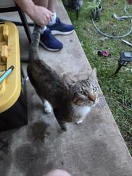 Found/Stray Male Cat last seen North Meadows Neighborhood , Willis, TX 77378