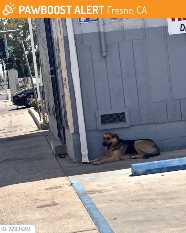 Found/Stray Unknown Dog last seen On Belmont and Maple, Fresno, CA 93702