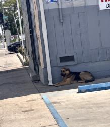 Found/Stray Unknown Dog last seen On Belmont and Maple, Fresno, CA 93702