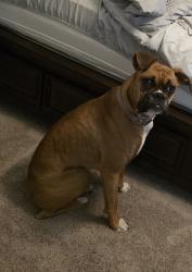 Reunited Female Dog last seen Hidden Creek Blvd and Eiland Blvd, Zephyrhills, FL 33541
