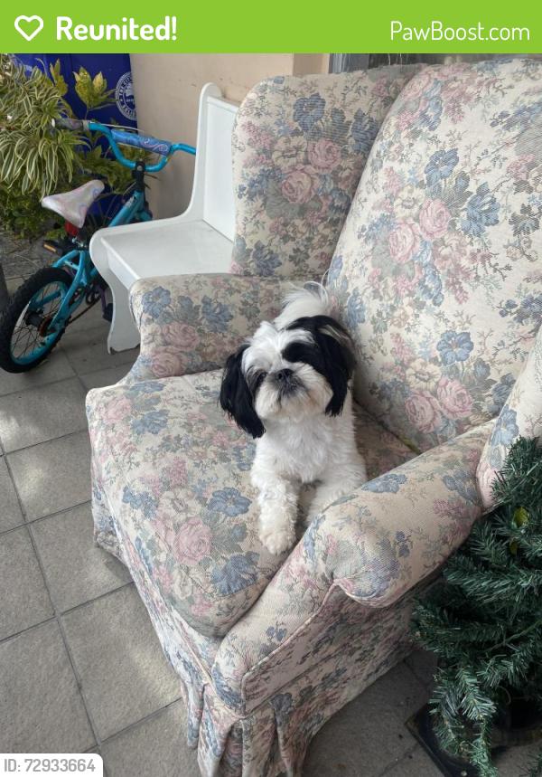 Reunited Female Dog last seen Flagami/Tamiami Blvd - Between SW 8ST and Flagler, Miami, FL 33144