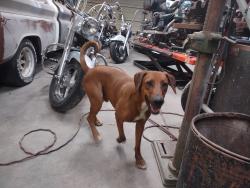 Reunited Male Dog last seen 1st and Ft Lowell, Tucson, AZ 85705