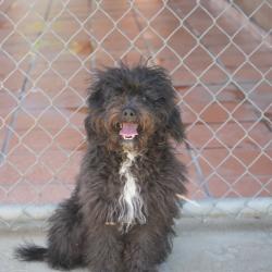 Reunited Male Dog last seen La Quinta, La Quinta, CA 92253