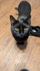 Reunited Female Cat last seen Colonial manor nursing home/ dps office , Cleburne, TX 76033