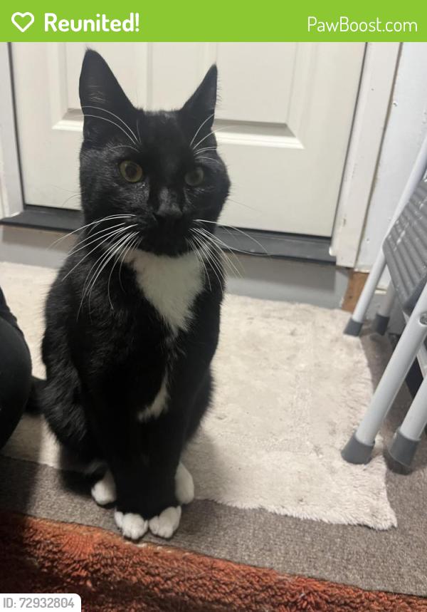 Reunited Unknown Cat last seen SE Paloma Ave., Gresham, OR 97080