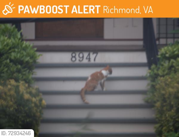 Found/Stray Unknown Cat last seen Cherokee & Echo Ho, Richmond, VA 23235