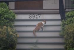 Found/Stray Unknown Cat last seen Cherokee & Echo Ho, Richmond, VA 23235