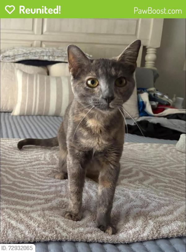Reunited Female Cat last seen Hemlock Drive, McMurray 15317, Thompsonville, PA 15317