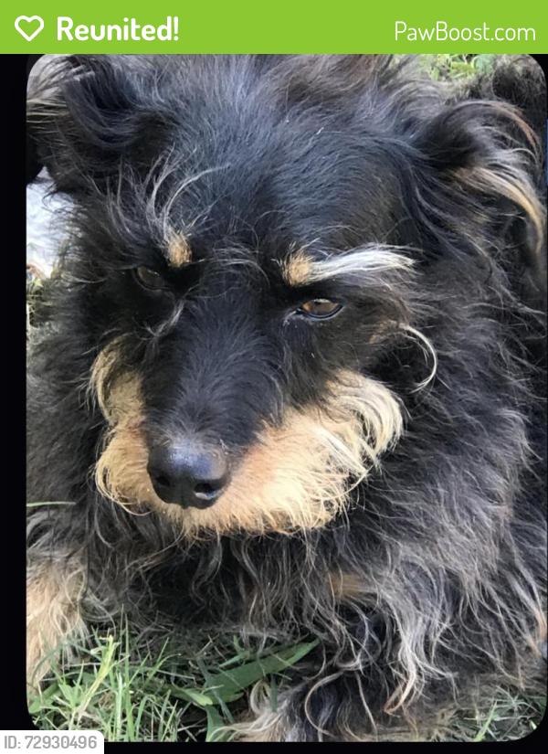 Reunited Male Dog last seen Near N Flag St , Pharr, TX 78577