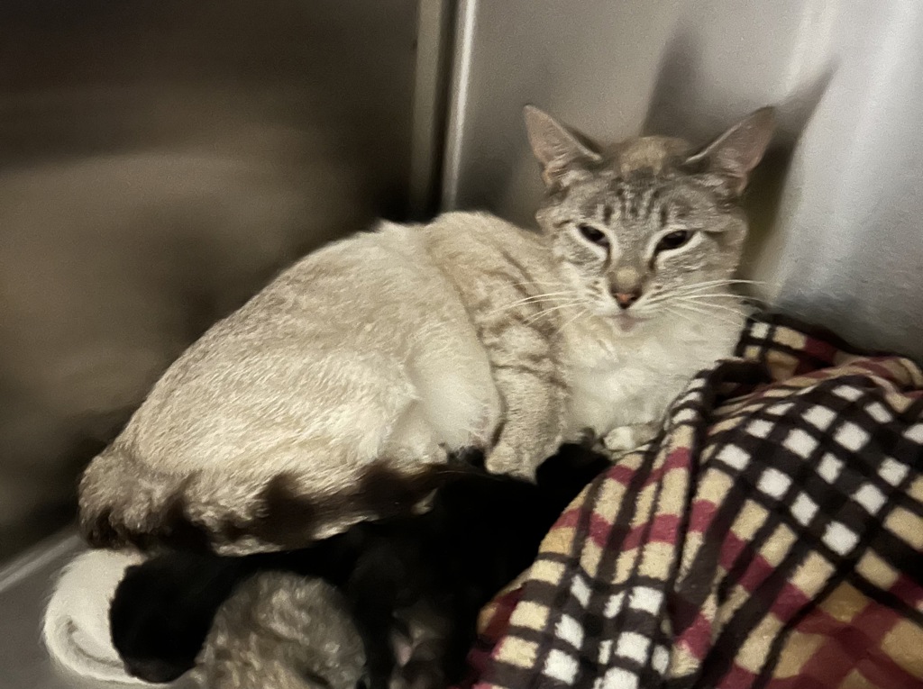 Shelter Stray Female Cat last seen SE 146th ave and stark, OR, 1700 W Historic Columbia River Hwy, Troutdale, OR 97060, USA