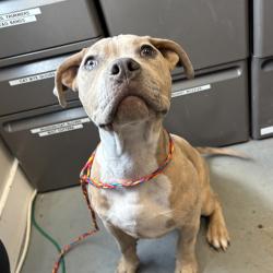Shelter Stray Male Dog last seen Near S 300 E, SALT LAKE CITY, UT, 84111, Taylorsville, UT 84123