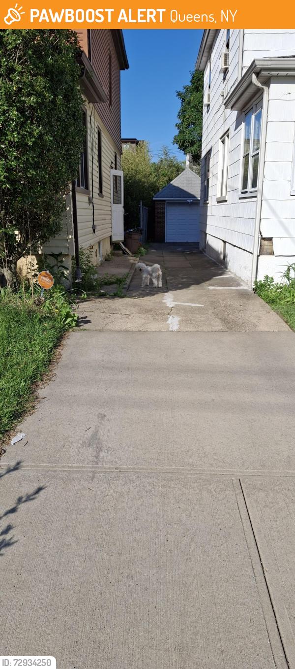 Found/Stray Unknown Dog last seen 195th Street between 119th and 118th Ave , Queens, NY 11412