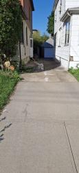 Found/Stray Unknown Dog last seen 195th Street between 119th and 118th Ave , Queens, NY 11412