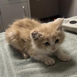Shelter Stray Male Cat last seen Near Famsworth Street, SAN LEANDRO, CA, 94579, Oakland, CA 94621