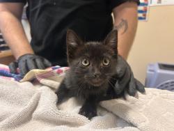 Shelter Stray Male Cat last seen Near Warner Street, Oceanside, CA, 92058, Oceanside, CA 92058